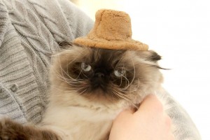 FailedCookieCupWheatleyHat03b